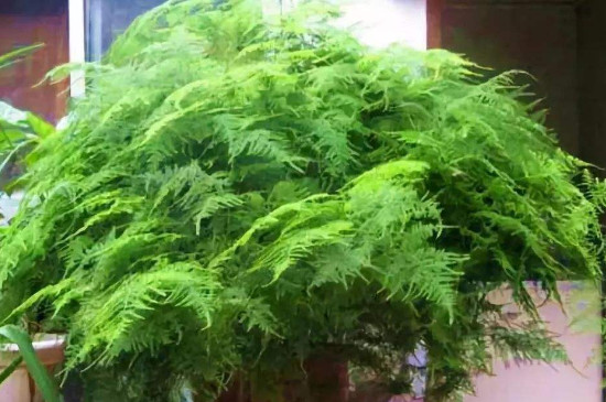 纹竹发黄如何打理