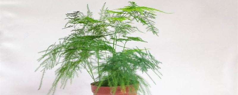 文竹叶子发黄如何办