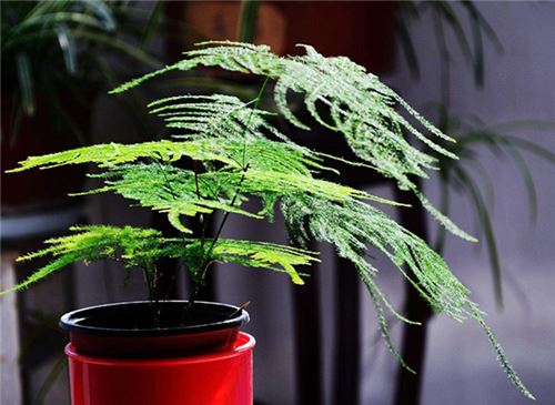 文竹叶子发黄如何办