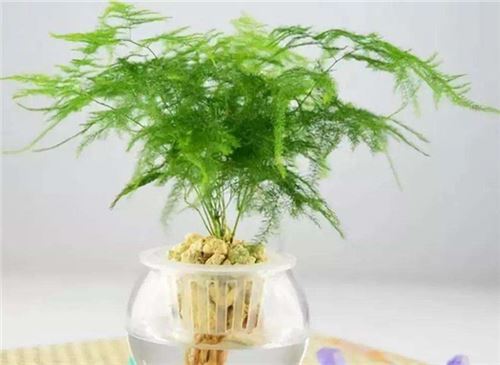 文竹叶子发黄如何办