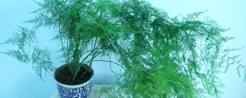 刚买回来的云竹如何养