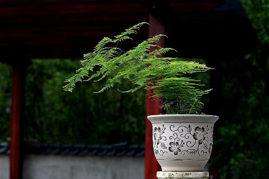 刚买回来的云竹如何养