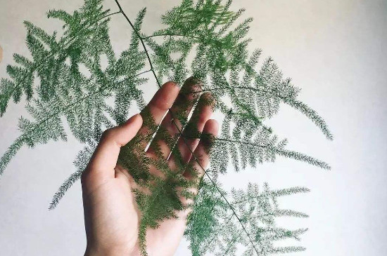 刚买回来的云竹如何养