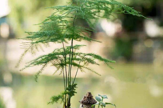 刚买回来的云竹如何养