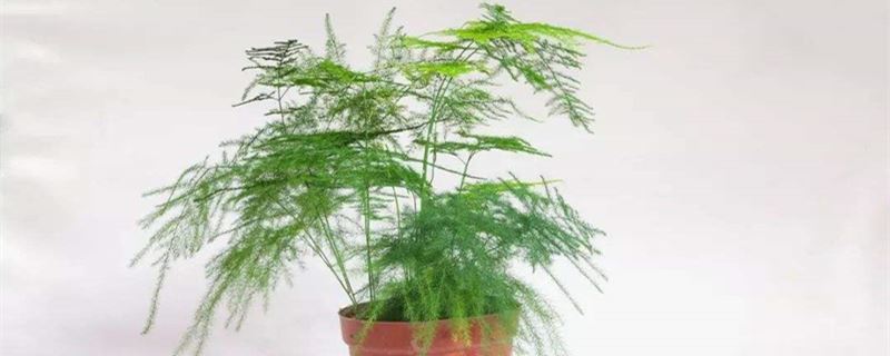 文竹的养殖办法和留意事项