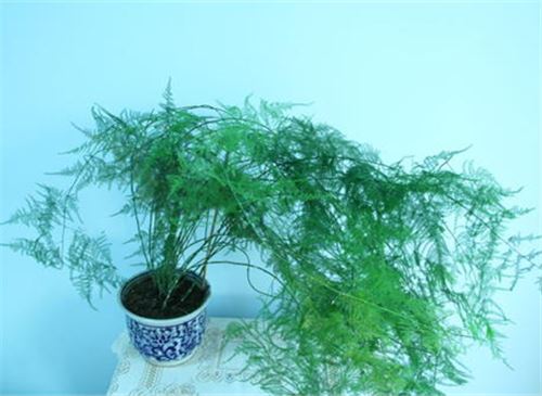 文竹的养殖办法和留意事项