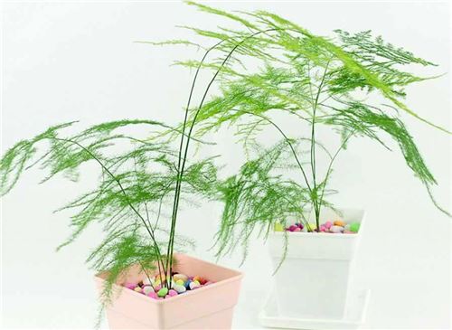 文竹的养殖办法和留意事项