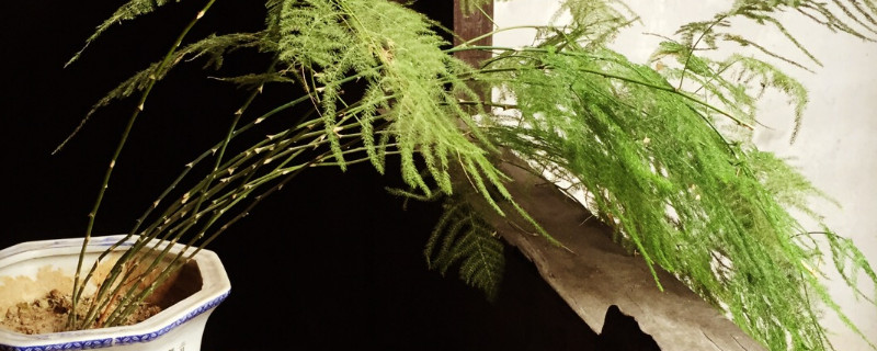 文竹的浇水办法和留意事项