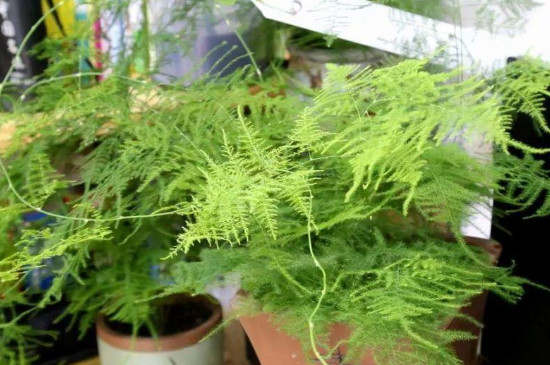 文竹的浇水办法和留意事项