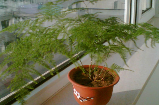 文竹的浇水办法和留意事项