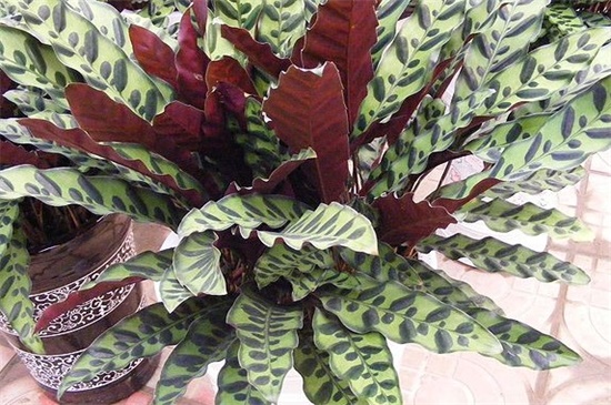 猫眼竹芋和孔雀竹芋的区别,形态与花语不同