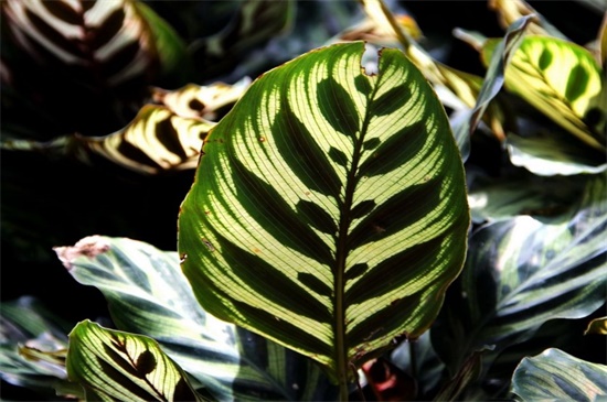 猫眼竹芋和孔雀竹芋的区别,形态与花语不同