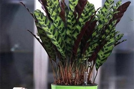 猫眼竹芋和孔雀竹芋的区别,形态与花语不同