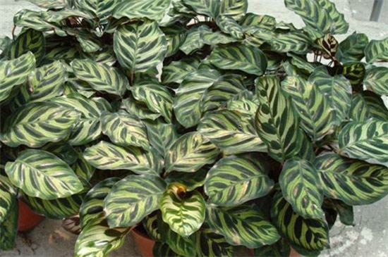 猫眼竹芋和孔雀竹芋的区别,形态与花语不同