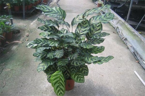 孔雀竹芋叶片萎缩如何办，增强光照低温保暖