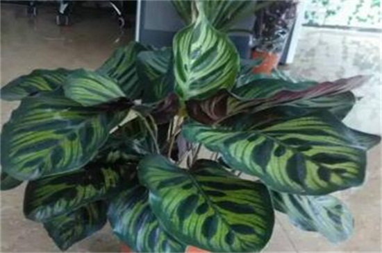 孔雀竹芋叶片萎缩如何办，增强光照低温保暖