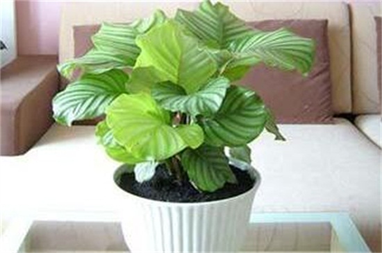 孔雀竹芋叶片萎缩如何办，增强光照低温保暖