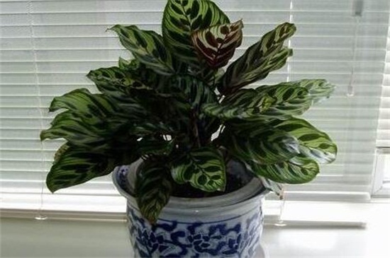 孔雀竹芋叶片萎缩如何办，增强光照低温保暖