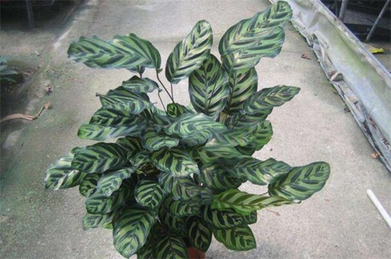 孔雀竹芋叶子焦边,防晒措施控水稀肥养护