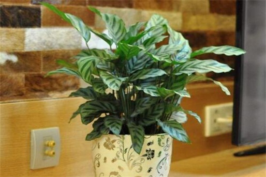 孔雀竹芋叶子焦边,防晒措施控水稀肥养护