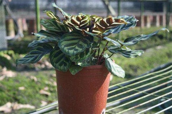 孔雀竹芋叶子焦边,防晒措施控水稀肥养护