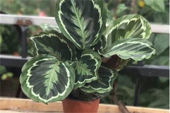 孔雀竹芋叶子焦边,防晒措施控水稀肥养护