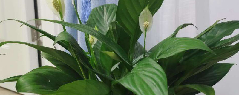 白掌水养放陶粒如何养