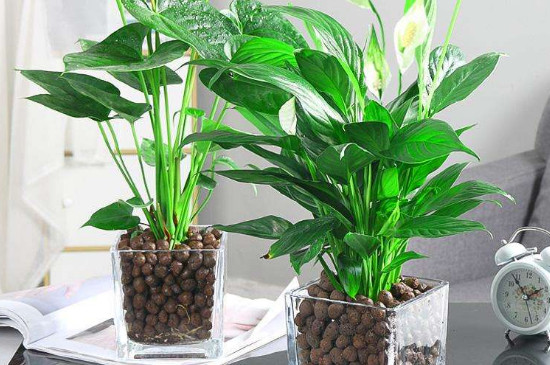 白掌水养放陶粒如何养