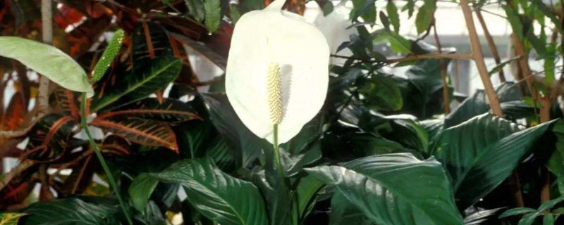 一帆风顺如何修剪视频