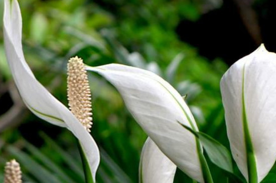 一帆风顺如何修剪视频