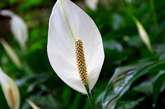 一帆风顺如何修剪视频