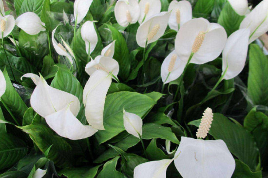 一帆风顺如何修剪视频