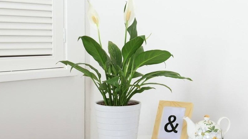 白掌变成“绿掌”如何办