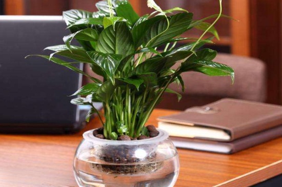 白掌变成“绿掌”如何办