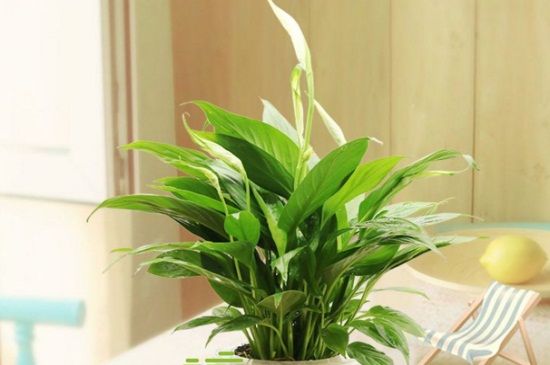 白掌变成“绿掌”如何办