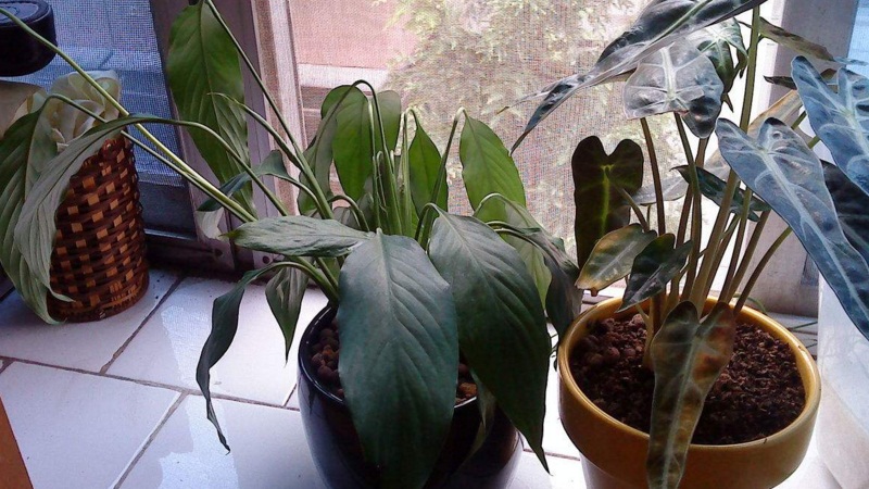 白掌烂根如何办