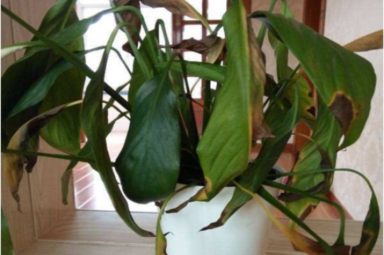 白掌烂根如何办