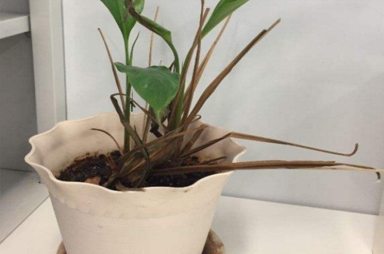 白掌烂根如何办