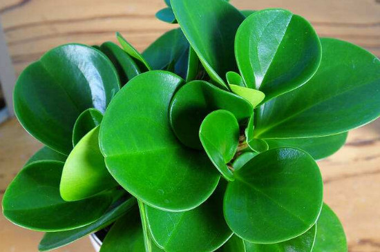 碧玉如何扦插,碧玉的繁殖办法