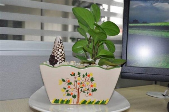 碧玉植物如何养施肥，充足光照薄肥勤施