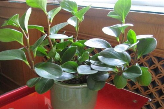 碧玉植物如何养施肥，充足光照薄肥勤施