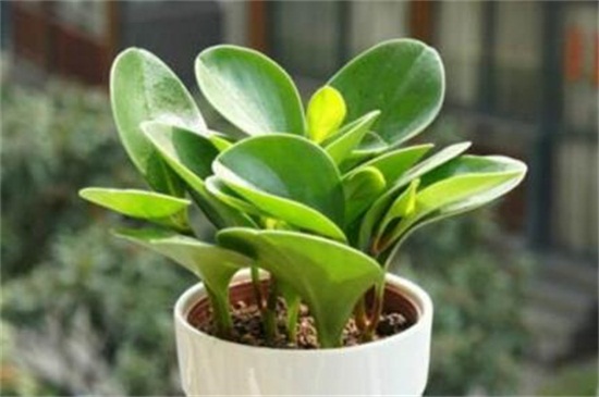 碧玉植物如何养施肥，充足光照薄肥勤施