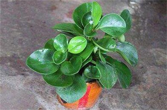 碧玉植物如何养施肥，充足光照薄肥勤施