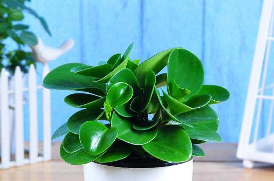 碧玉植物如何养施肥，充足光照薄肥勤施