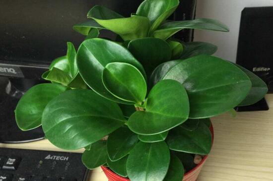 碧玉植物如何养施肥，充足光照薄肥勤施