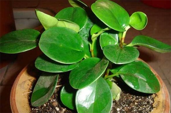 碧玉植物如何枝插，4个步骤扦插繁殖碧玉