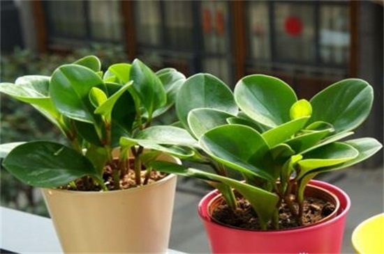 碧玉植物如何枝插，4个步骤扦插繁殖碧玉