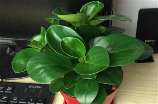 碧玉植物如何枝插，4个步骤扦插繁殖碧玉