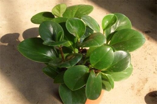 碧玉植物如何枝插，4个步骤扦插繁殖碧玉