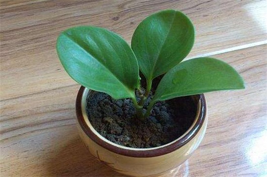 盆栽碧玉如何养才好，及时换土适当修剪养护